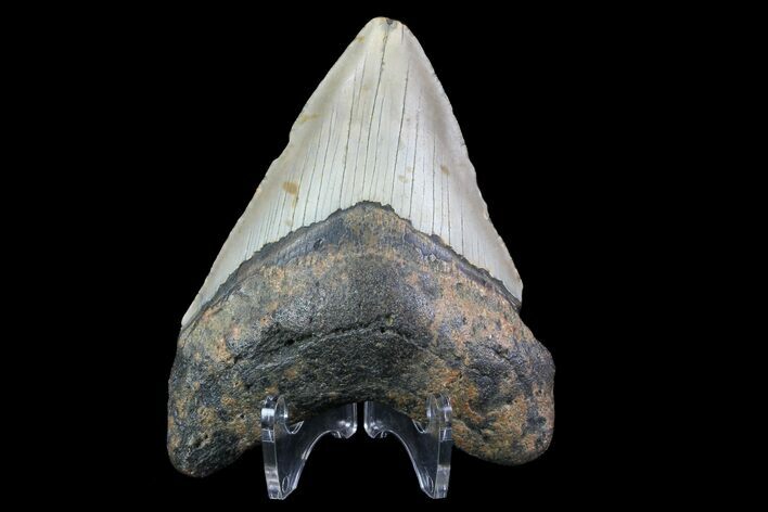 Bargain, Megalodon Tooth - North Carolina #76297